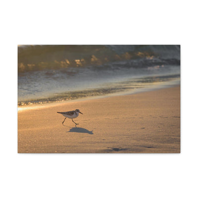 Sand Piper Running Canvas Gallery Wraps