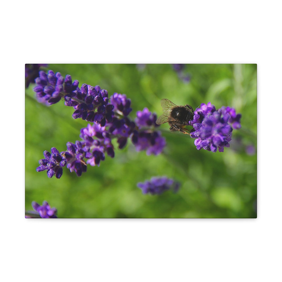 Bee on Lavender Canvas Gallery Wraps