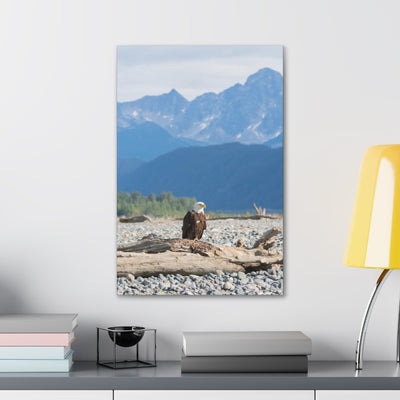 Eagle On Driftwood Canvas Gallery Wrap