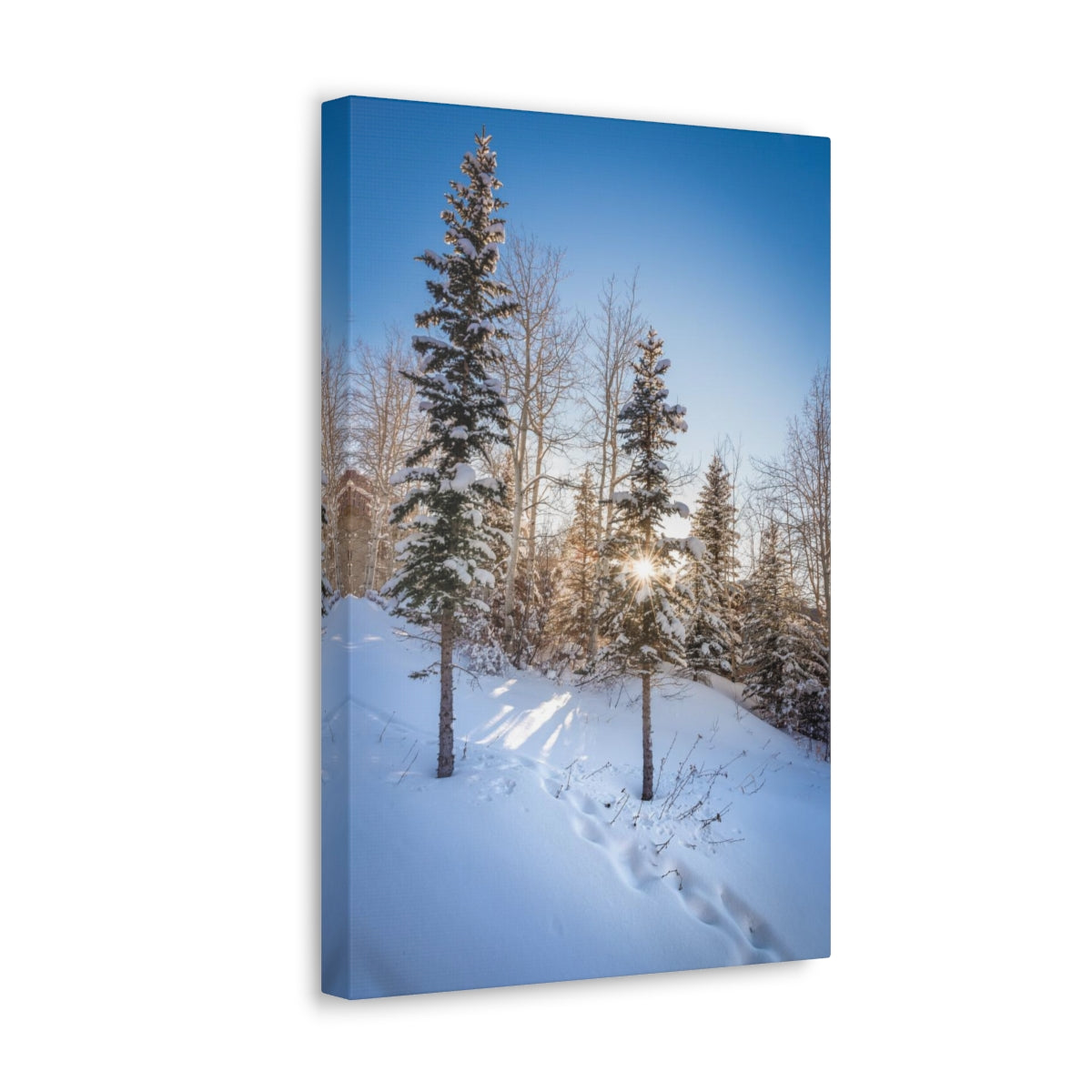 Colorado Sunburst In The Snow Canvas Gallery Wrap