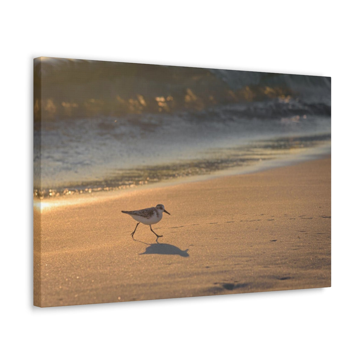 Sand Piper Running Canvas Gallery Wraps