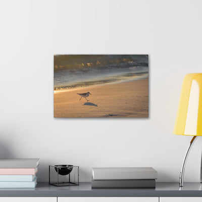 Sand Piper Running Canvas Gallery Wraps