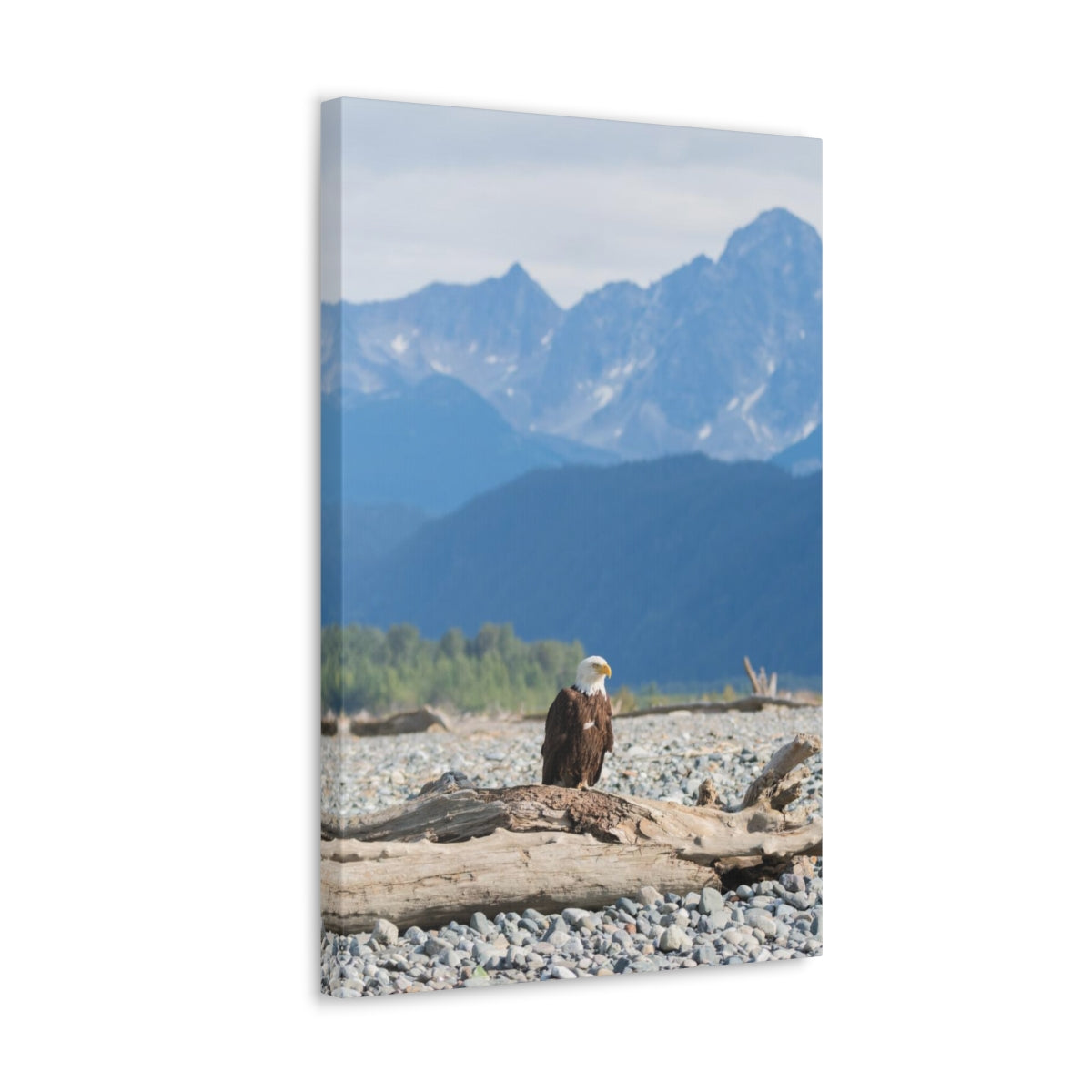 Eagle On Driftwood Canvas Gallery Wrap