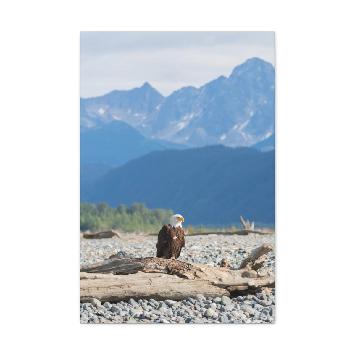 Eagle On Driftwood Canvas Gallery Wrap