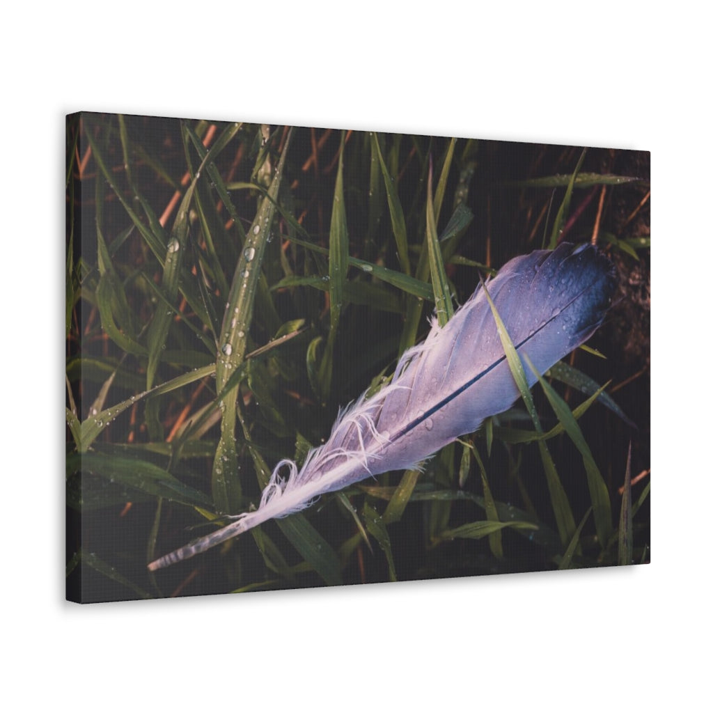 Feather In Grass Canvas Gallery Wrap