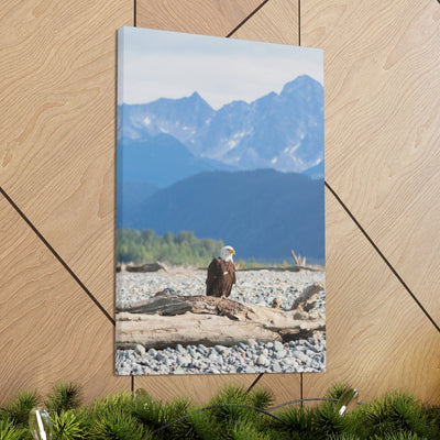 Eagle On Driftwood Canvas Gallery Wrap