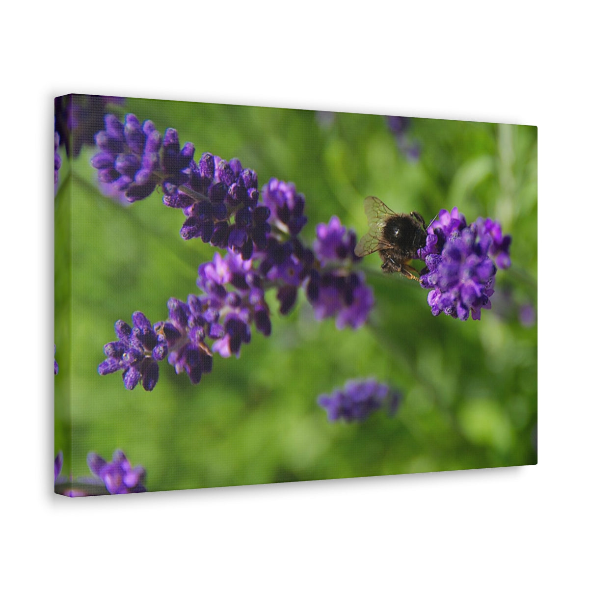 Bee on Lavender Canvas Gallery Wraps