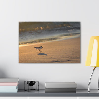 Sand Piper Running Canvas Gallery Wraps