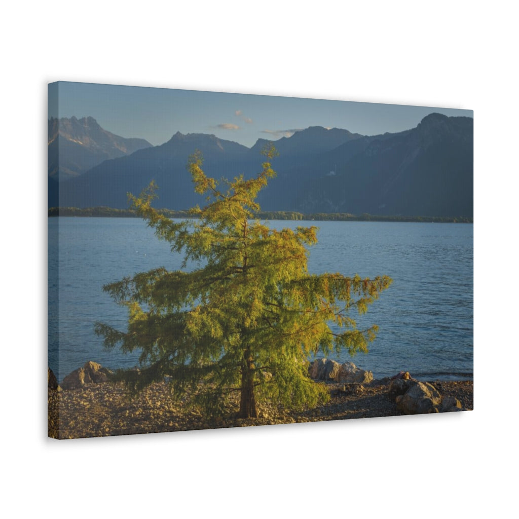 Lake Geneva Tree Canvas Gallery Wrap