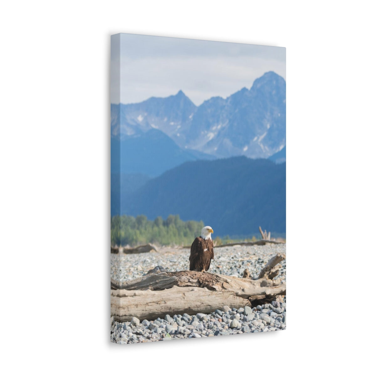 Eagle On Driftwood Canvas Gallery Wrap