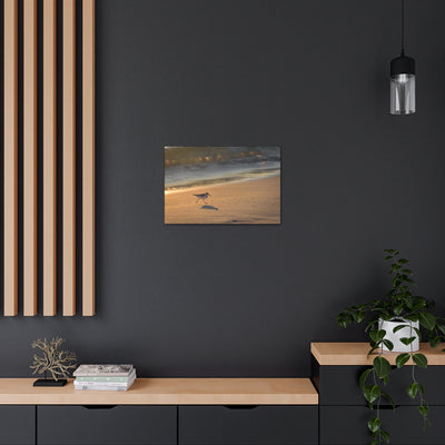 Sand Piper Running Canvas Gallery Wraps