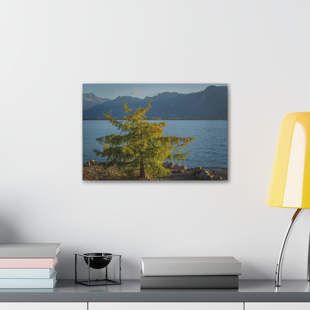 Lake Geneva Tree Canvas Gallery Wrap