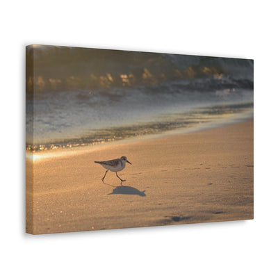 Sand Piper Running Canvas Gallery Wraps