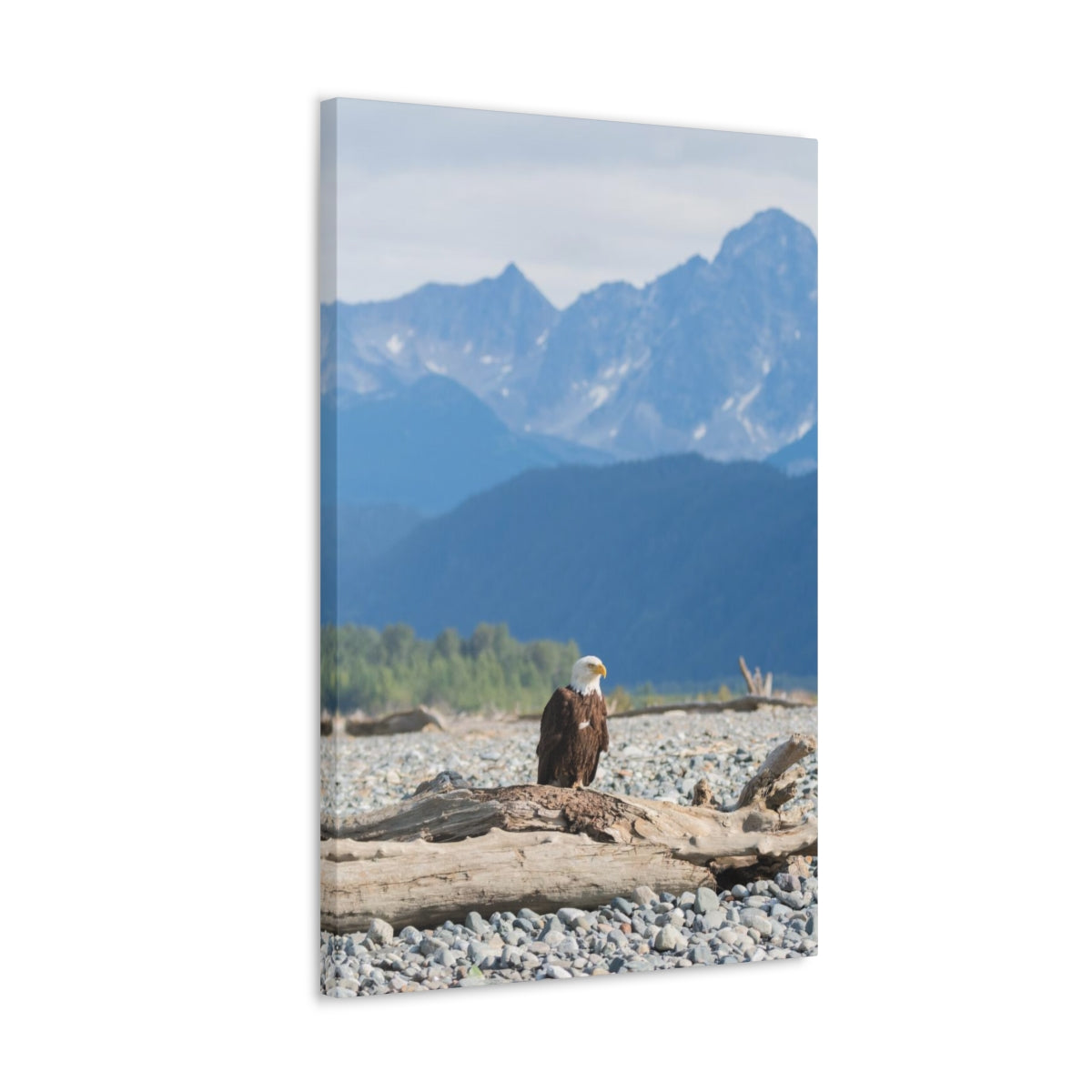 Eagle On Driftwood Canvas Gallery Wrap