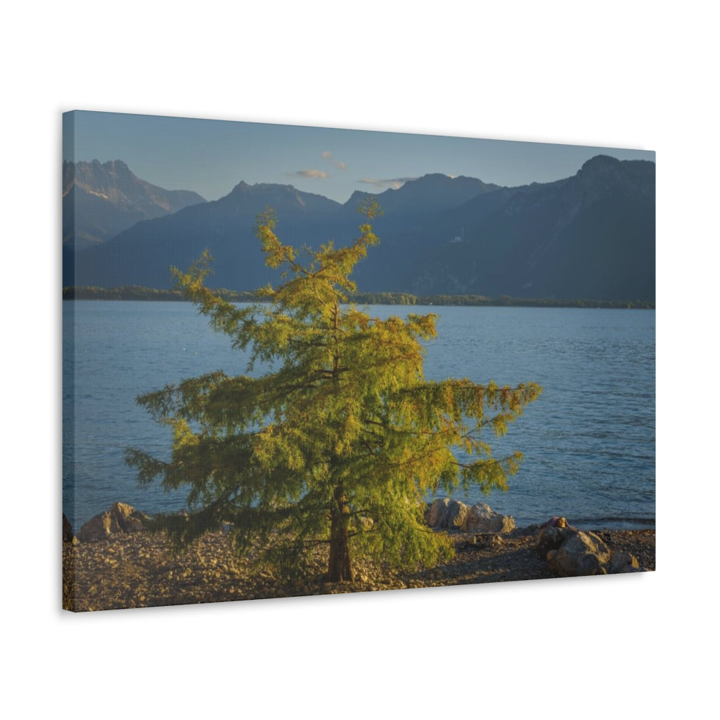 Lake Geneva Tree Canvas Gallery Wrap