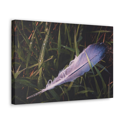 Feather In Grass Canvas Gallery Wrap