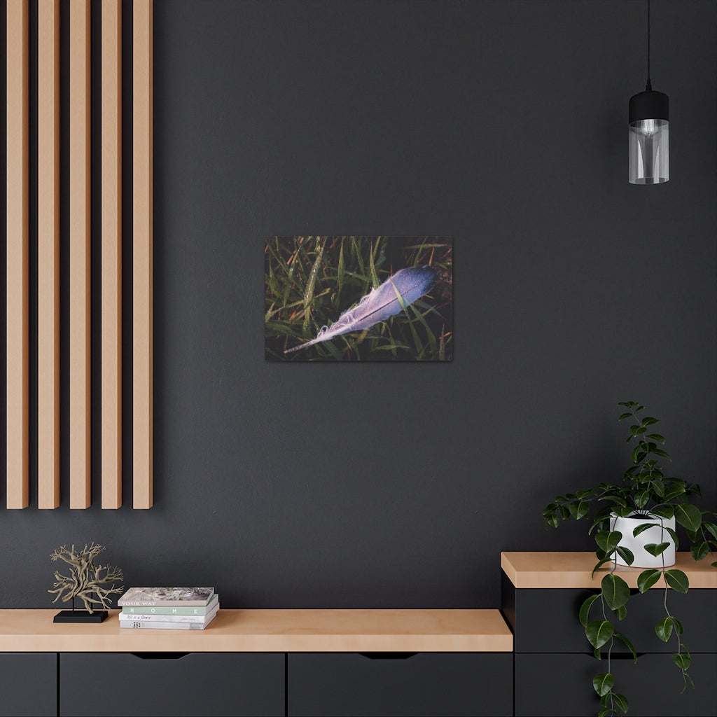 Feather In Grass Canvas Gallery Wrap