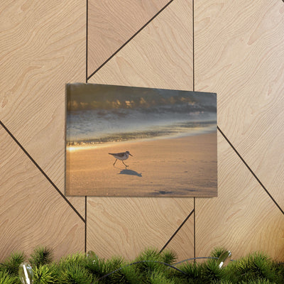 Sand Piper Running Canvas Gallery Wraps