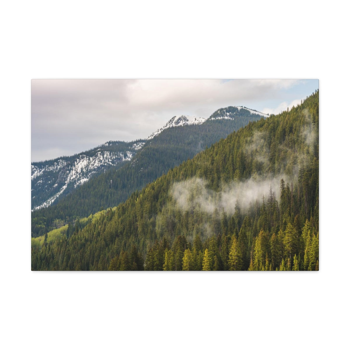 Fog In The Trees Canvas Gallery Wraps