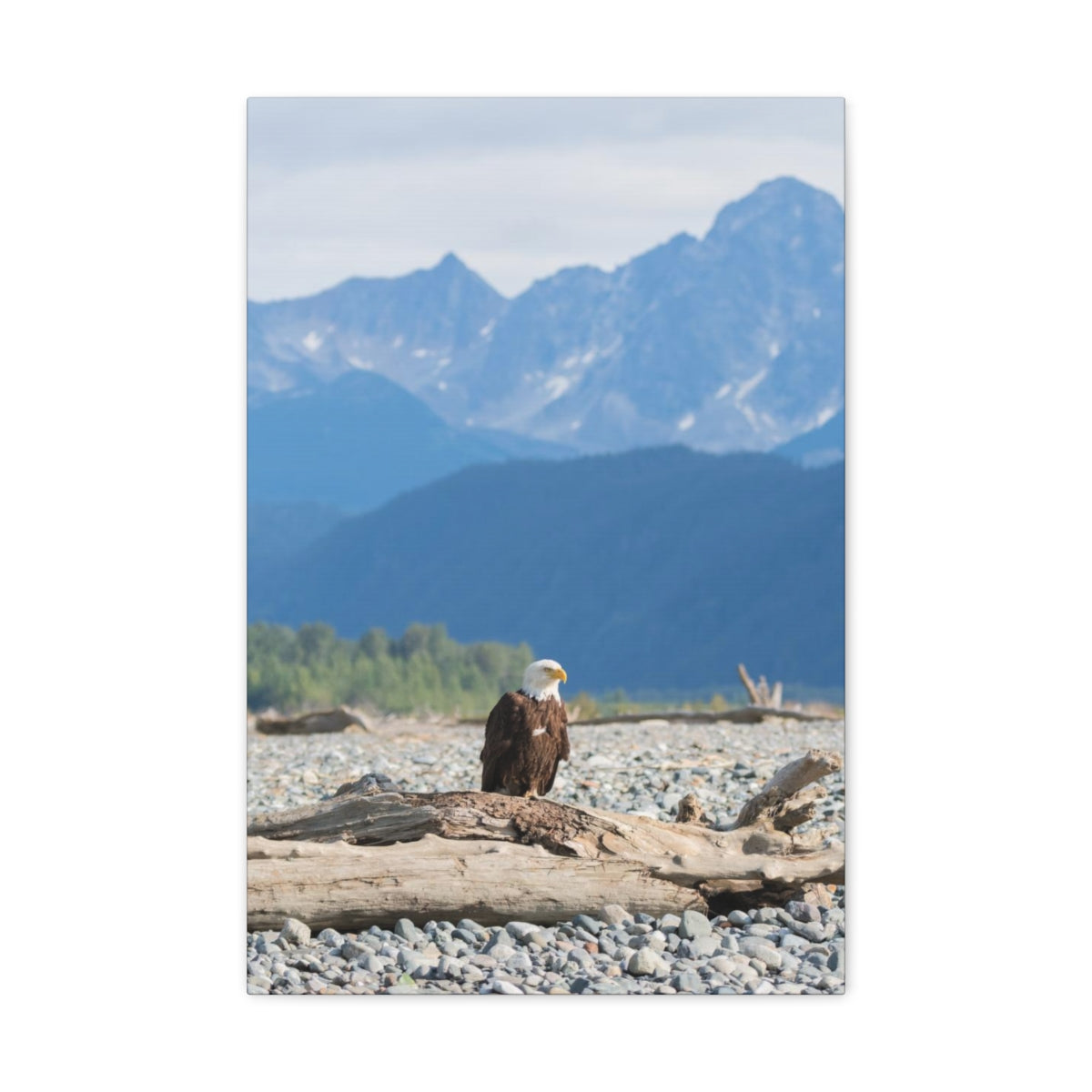 Eagle On Driftwood Canvas Gallery Wrap